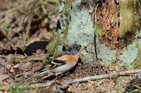 Attēlu rezultāti vaicājumam “Fringilla montifringilla”