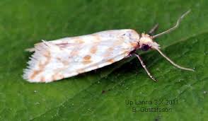 Attēlu rezultāti vaicājumam “Aethes margaritana”