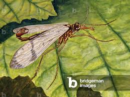 Attēlu rezultāti vaicājumam “Panorpa communis”