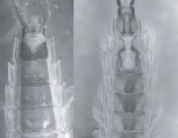 Attēlu rezultāti vaicājumam “Siphlonurus male”