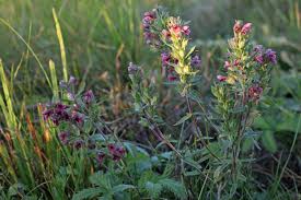 Attēlu rezultāti vaicājumam “Odontites vulgaris leaf”