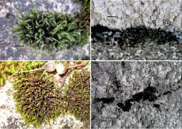 Attēlu rezultāti vaicājumam “Schistidium robustum”