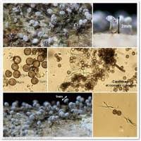 Attēlu rezultāti vaicājumam “Physarum album spores”