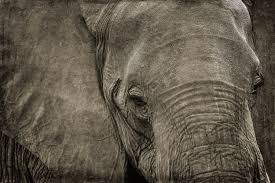 Image result for sad elephant