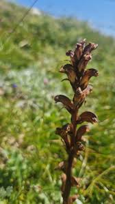 Attēlu rezultāti vaicājumam “Orobanche reticulata flower”