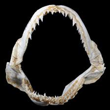 Image result for Carcharhinus acronotus