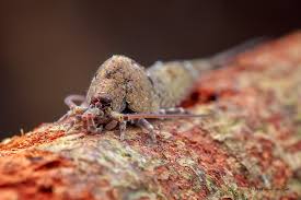 Attēlu rezultāti vaicājumam “Machilidae”