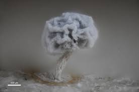 Attēlu rezultāti vaicājumam “Physarum penetrale macro”