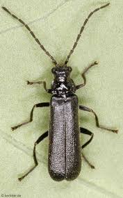 Attēlu rezultāti vaicājumam “Cantharidae”