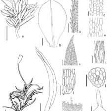 Attēlu rezultāti vaicājumam “Bryum pallescens sporophyte”