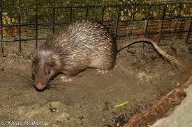 Attēlu rezultāti vaicājumam “Trichia longipalpis sessile”