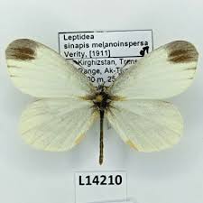 Attēlu rezultāti vaicājumam “Leptidea sinapis”