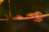 Attēlu rezultāti vaicājumam “Lasioptera rubi larva”
