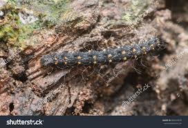 Attēlu rezultāti vaicājumam “Parascotia fuliginaria”