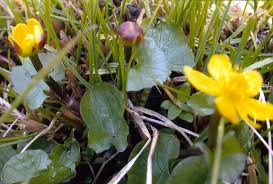 Attēlu rezultāti vaicājumam “Caltha palustris leaf”