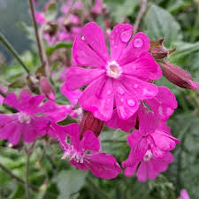 Attēlu rezultāti vaicājumam “Silene dioica”