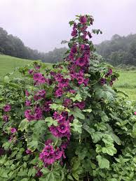 Image result for Malva sylvestris var. mauritiana