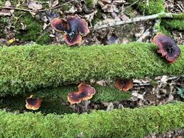 Attēlu rezultāti vaicājumam “Polyporus badius”