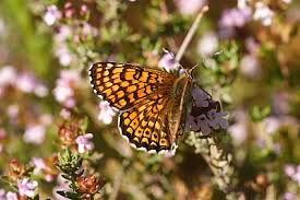 Attēlu rezultāti vaicājumam “Melitaea cinxia upperside”