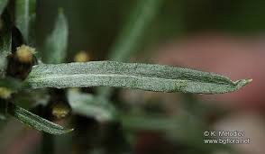 Attēlu rezultāti vaicājumam “Gnaphalium sylvaticum”