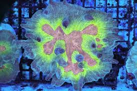 Attēlu rezultāti vaicājumam “Colostygia pectinataria male”