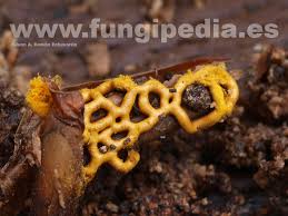 Attēlu rezultāti vaicājumam “Hemitrichia serpula macro”