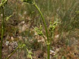 Attēlu rezultāti vaicājumam “Silene otites”