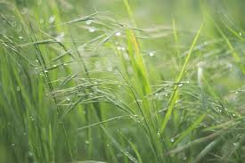 Attēlu rezultāti vaicājumam “Anisantha tectorum”