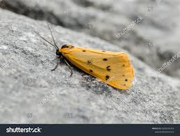 Attēlu rezultāti vaicājumam “Setina irrorella”