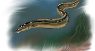 Image result for Anguilla anguilla