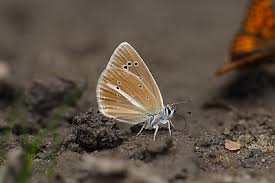 Attēlu rezultāti vaicājumam “Agrodiaetus amandus female”