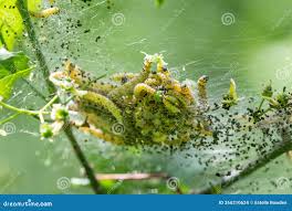 Attēlu rezultāti vaicājumam “Yponomeuta malinellus / cagnagella imago”