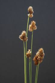 Attēlu rezultāti vaicājumam “Carex cespitosa flower”