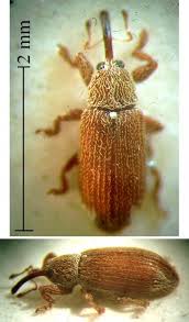 Attēlu rezultāti vaicājumam “Brachonyx pineti”