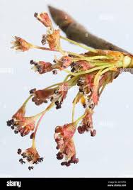 Attēlu rezultāti vaicājumam “Ulmus laevis flower”