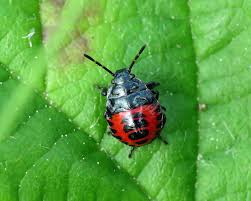 Attēlu rezultāti vaicājumam “Zicrona caerulea”