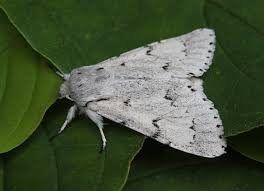 Attēlu rezultāti vaicājumam “Acronicta leporina”