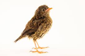 Attēlu rezultāti vaicājumam “Prunella modularis”