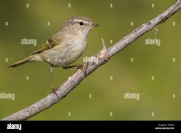 Image result for Phylloscopus humei