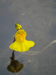 Attēlu rezultāti vaicājumam “Utricularia intermedia flower”