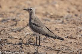 Image result for Glareola pratincola