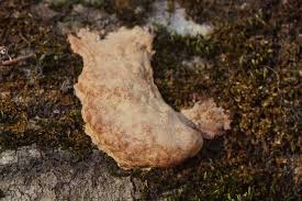 Attēlu rezultāti vaicājumam “Fuligo leviderma”