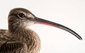 Attēlu rezultāti vaicājumam “Numenius phaeopus”