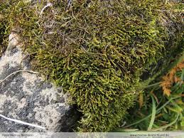 Attēlu rezultāti vaicājumam “Serpoleskea subtilis”