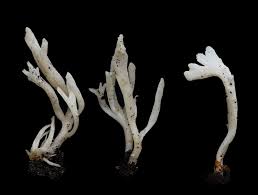 Attēlu rezultāti vaicājumam “Clavulina rugosa”