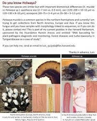 Attēlu rezultāti vaicājumam “Holwaya mucida”