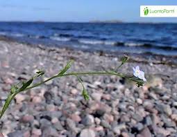Attēlu rezultāti vaicājumam “Myosotis laxa subsp. baltica leaf”