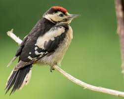 Attēlu rezultāti vaicājumam “Dendrocopos major juvenile”