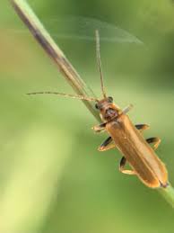 Attēlu rezultāti vaicājumam “Cantharis figurata”