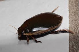 Attēlu rezultāti vaicājumam “Hydrophilidae”